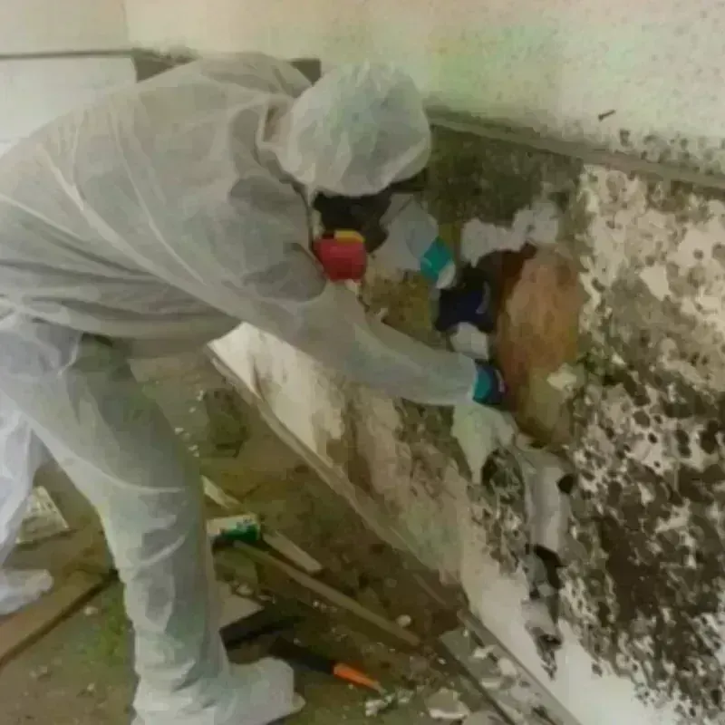 Mold Remediation and Removal in Wailuku, HI